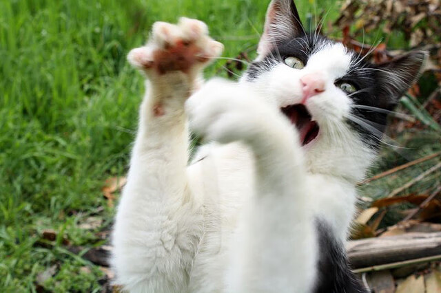 引擎与绿茵的共振，当勒沃库森的铁血完胜，遇见加维在F1赛道上的绝对接管