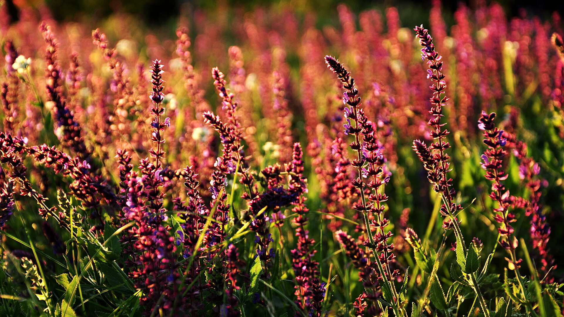 时空交错的绿茵史诗，国家德比的星光与罗马城的铁血