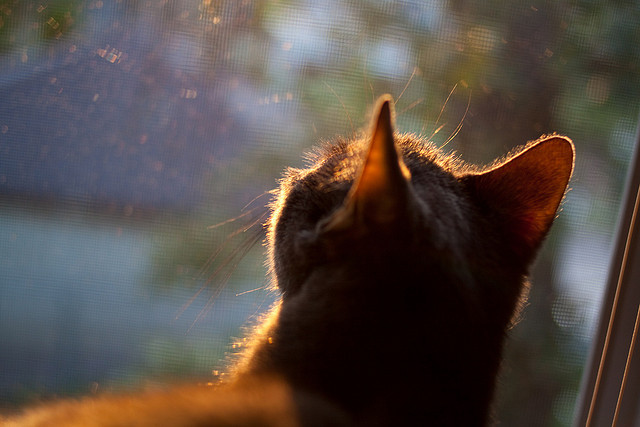 格纳布里爆发，德国生死战力擒尼日利亚