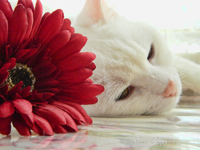 平行时空的篮球寓言，当杰伦·格林在北京的聚光灯下解构独角戏