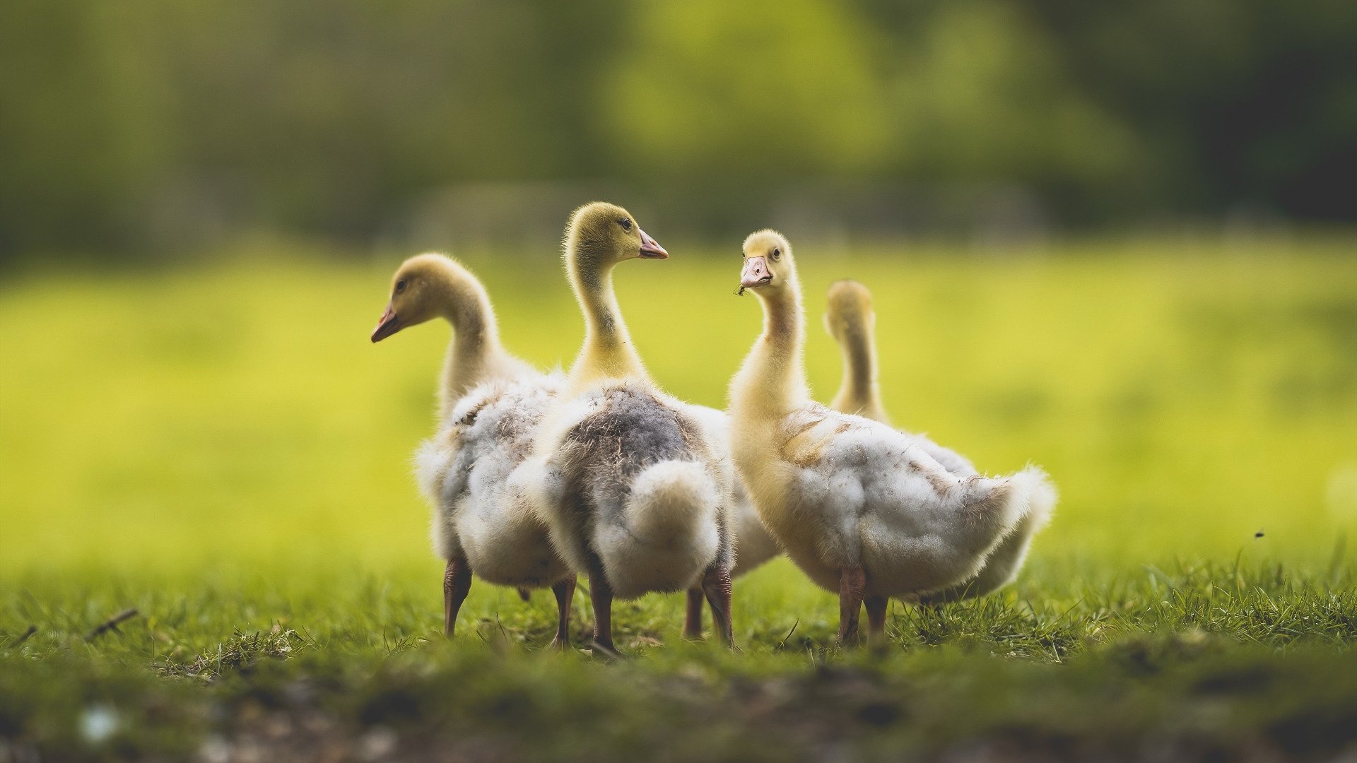 上海队大战魔术队？莫兰特50分击穿平行宇宙